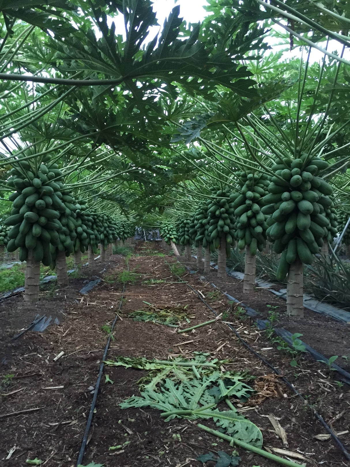 Papaya Passion Red Sobre 2.5 millares