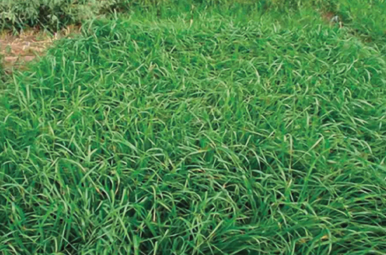 Pasto Perennial Ryegrass Saco 50 Lb