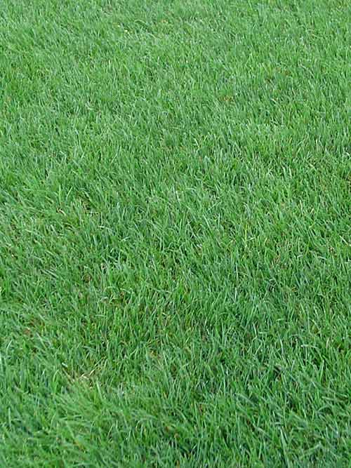 Pasto Perennial Ryegrass Saco 50 Lb