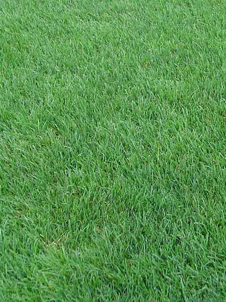 Pasto Perennial Ryegrass Saco 25 Kg