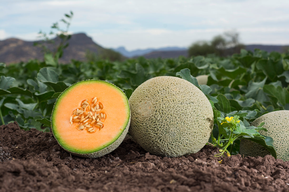 Melon Tarasco Sobre 15 Millares
