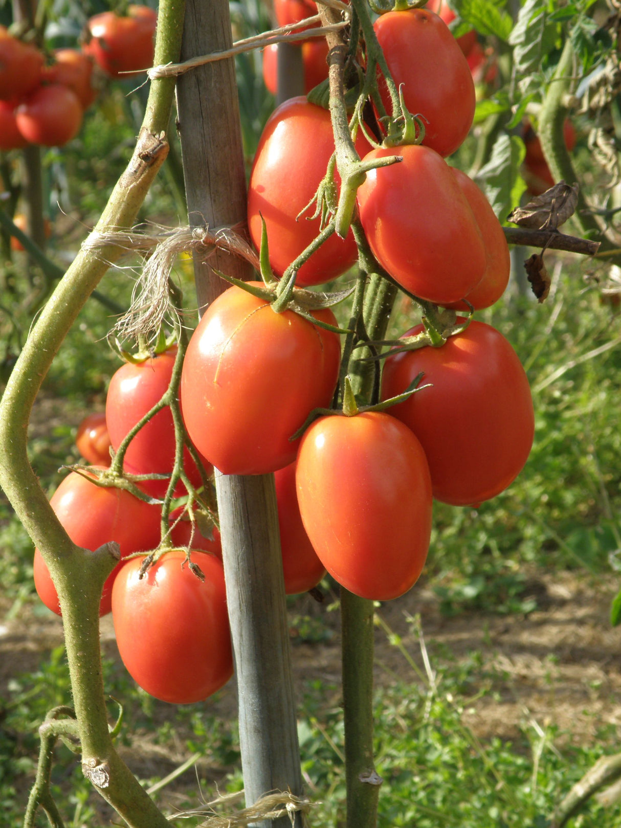 TOMATE RIO GRANDE SOBRE 1 LB